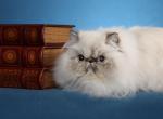 Bavette - Himalayan Cat For Sale/Retired Breeding - Satellite Beach&comma; FL&comma; US