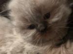 Chocolate Himalayan Male - Himalayan Cat For Sale - Biglerville&comma; PA&comma; US