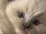 Lilac Himalayan Female - Himalayan Cat For Sale - Biglerville&comma; PA&comma; US