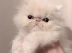 Cottontail - Persian Cat For Sale - Atlanta&comma; GA&comma; US