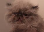 Jelly Bean - Himalayan Cat For Sale - Atlanta&comma; GA&comma; US