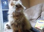 CFA Registered Persian Tabby Feona - Persian Cat For Sale - Perry&comma; FL&comma; US