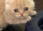 Scottish Fold Red Tabby - Scottish Fold Cat For Sale - Jobstown&comma; NJ&comma; US
