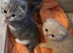 Scottish Fold & Straight kittens by Baloo and Lyla - Scottish Fold Cat For Sale - Jobstown&comma; NJ&comma; US