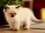 Tzar Mishka of Romanov Dynasty - Siberian Cat For Sale - Ashburn&comma; VA&comma; US