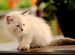 Urik of Romanov Dynasty - Siberian Cat For Sale - Ashburn&comma; VA&comma; US