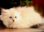 Umka of Romanov Dynasty - Siberian Cat For Sale - Ashburn&comma; VA&comma; US