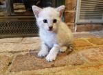 F3 Savannah Available Rare color - Savannah Cat For Sale - New Holland&comma; PA&comma; US