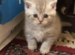 Scottish Straight Lilac Tabby - Scottish Straight Cat For Sale - Jobstown&comma; NJ&comma; US
