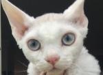 Jeffry Blue Eyes White Devon Rex - Devon Rex Cat For Sale - Dallas&comma; TX&comma; US