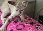 Barbie f1 Peterbald Kitten - Peterbald Cat For Sale - Dallas&comma; TX&comma; US