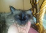 Valentines Day Lucky 7 - Balinese Cat For Sale - Brooklyn&comma; NY&comma; US