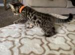 Luna and Simbas Litter - Bengal Cat For Sale - Litchfield&comma; IL&comma; US