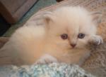 Sweet CFA Registered Blue Point Himalayan - Himalayan Cat For Sale - Perry&comma; FL&comma; US