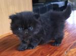 Champion sired CFA purebred persian kittens - Himalayan Cat For Sale - Sheridan&comma; MI&comma; US