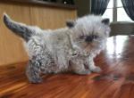 Champion sired CFA purebred male kitten available - Persian Cat For Sale - Sheridan&comma; MI&comma; US