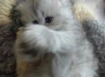 Lovable Blue Cream Persian Male Kitten - Persian Cat For Sale - Perry&comma; FL&comma; US