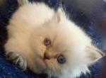 Adorable CFA Registered Blue Point Himalayan - Himalayan Cat For Sale - Perry&comma; FL&comma; US