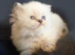 Lovable CFA Registered Blue Point Himalayan Kitten - Himalayan Cat For Sale - Perry&comma; FL&comma; US