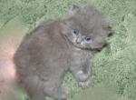 Sweet CFA Registered Blue Persian Kitten - Persian Cat For Sale - Perry&comma; FL&comma; US