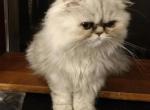 Lovable CFA Registered Calico Persian Kitten - Persian Cat For Sale - Perry&comma; FL&comma; US