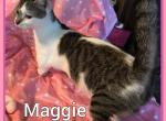 Maggie - Munchkin Cat For Sale - FL&comma; US