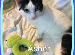 Asher - Munchkin Cat For Sale - FL&comma; US