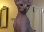 Arlo - Sphynx Cat For Sale - San Antonio&comma; TX&comma; US