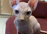 Finn - Sphynx Cat For Sale - San Antonio&comma; TX&comma; US