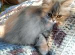 Lovable CFA Registered Shaded Silver Persian - Persian Cat For Sale - Perry&comma; FL&comma; US