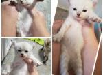 Snow boy - Highlander Cat For Sale - Frenchtown&comma; MI&comma; US