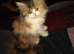 Adorable CFA Calico Persian - Persian Cat For Sale - Perry&comma; FL&comma; US