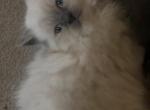 Lilac Himalayan Male - Himalayan Cat For Sale - Biglerville&comma; PA&comma; US
