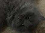 Blue Doll Face Persian Female Kitten - Persian Cat For Sale - Biglerville&comma; PA&comma; US