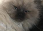 Chocolate Himalayan Female - Himalayan Cat For Sale - Biglerville&comma; PA&comma; US