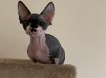 Tux - Sphynx Cat For Sale - San Antonio&comma; TX&comma; US