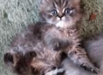 CFA Registered Adorable Dark Tabby Persian Kitten - Persian Cat For Sale - Perry&comma; FL&comma; US