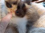 Playful CFA Registered Calico Kitten - Persian Cat For Sale - Perry&comma; FL&comma; US