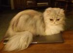 CFA Registered Pedigree Calico Persian - Persian Cat For Sale - Perry&comma; FL&comma; US