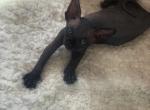 Sphynx kittens - Sphynx Cat For Sale - Brooklyn&comma; NY&comma; US