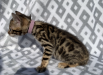 Pink collar Kiara and Leo  litter - Bengal Cat For Sale - Litchfield&comma; IL&comma; US