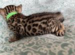 Nala and Leo green collar - Bengal Cat For Sale - Litchfield&comma; IL&comma; US