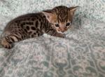 Nala and Leo grey collar - Bengal Cat For Sale - Litchfield&comma; IL&comma; US