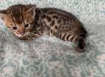 Nala and Leo brown collar - Bengal Cat For Sale - Litchfield&comma; IL&comma; US