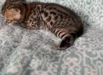 Nala and Leo Black collar - Bengal Cat For Sale - Litchfield&comma; IL&comma; US