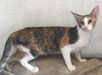 Connie  Straight Coat Peterbald - Oriental Cat For Sale - Dallas&comma; TX&comma; US