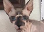 Tiara blue eyes bald - Peterbald Cat For Sale - Dallas&comma; TX&comma; US
