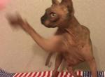 Fairy blue eyes bald - Sphynx Cat For Sale - Dallas&comma; TX&comma; US