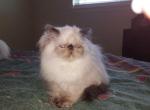Himalayan Persian Kitten - Himalayan Cat For Sale - Satellite Beach&comma; FL&comma; US