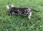 Marble female  Raidier and Simbas litter - Bengal Cat For Sale - Litchfield&comma; IL&comma; US